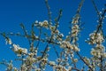 Branches of blooming plum tree Royalty Free Stock Photo