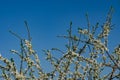 Branches of blooming plum tree with tiny white flowers Royalty Free Stock Photo