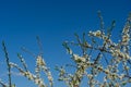 Branches of blooming plum tree in spring Royalty Free Stock Photo