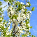 Branches of blooming plum tree with white flowers against blue sky Royalty Free Stock Photo