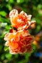 Branches of a blooming pomegranate with white - orange flowers on a sunny day Royalty Free Stock Photo