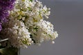 Branches of blooming purple and white lilacs in the back lighting Royalty Free Stock Photo