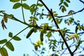 branches of a blooming walnut against the blue sky in the garden in spring Royalty Free Stock Photo