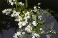 White jasmine floating in the water