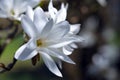 Branches with blooming white Magnolia stellata Royal Star or Star Magnolia closeup. Royalty Free Stock Photo