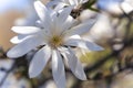 Branches with blooming white Magnolia stellata Royal Star or Star Magnolia closeup. Royalty Free Stock Photo