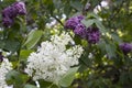 Branches of blooming white and violet lilacs in the springtime Royalty Free Stock Photo