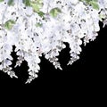 Branches of blooming white wisteria