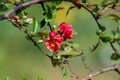 Branches with blooming wild apple blossom Royalty Free Stock Photo