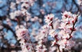 Branches of blooming wild apricot on a background of blue sky. Early spring, flowering trees in the garden. Close-up, shallow Royalty Free Stock Photo