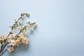 Branches of blooming wild plum tree on blue background, top view. Springtime, flat lay. Royalty Free Stock Photo