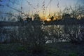 branches of blooming willow against the backdrop of the setting sun Royalty Free Stock Photo
