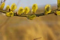 Branches of blooming yellow catkins Royalty Free Stock Photo