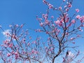 Branches of blossoming almonds with pink flowers