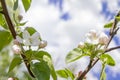 Branches of blossoming apple tree against background of blue sky and white clouds, pink sakura flowers on light blue pastel colors Royalty Free Stock Photo