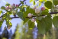 Branches of blossoming apple tree against background of blue sky and white clouds, pink sakura flowers on light blue pastel colors Royalty Free Stock Photo