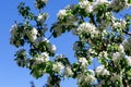 Branches of a blossoming apple tree against the background of a bright blue sky. Spring flowering apple tree. Selective focus Royalty Free Stock Photo