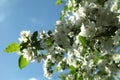 Branches of a blossoming apple tree against the blue sky, close up