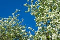 Branches of a blossoming apple tree against a blue sky. White flowers. Spring flowering. Pollen. Stamen. Royalty Free Stock Photo