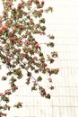 Branches of a blossoming apple tree on a background of a white wall Royalty Free Stock Photo