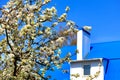 Snow-white blossoming apple trees on the background and in the blur of the blue roof of the house, a white chimney and blue sky Royalty Free Stock Photo