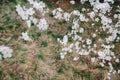 Branches of blossoming apple trees against the background of grass and fallen petals and flowers. View from above Royalty Free Stock Photo