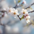Branches of blossoming apricot image. Ai-Generated. Royalty Free Stock Photo