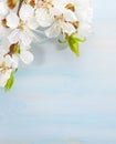 Branches of blossoming apricot on light blue wooden background