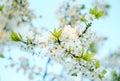 Branches of blossoming apricot macro with soft focus on blue sky background. For easter and spring greeting cards Royalty Free Stock Photo