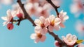 Branches of blossoming apricot macro with soft focus on gentle light blue sky background