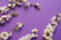 Branches of blossoming apricot with violet background. Spring flowers. Top view