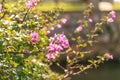 Branches of blossoming bougainvillaea Royalty Free Stock Photo