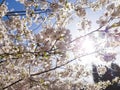 Branches of blossoming cherry against background of blue sky and sun light in spring time on nature outdoors. Pink sakura flowers