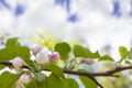 Branches of blossoming cherry against background of blue sky and white clouds, pink sakura flowers on light blue pastel colors Royalty Free Stock Photo