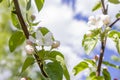 Branches of blossoming cherry against background of blue sky and white clouds, pink sakura flowers on light blue pastel colors Royalty Free Stock Photo