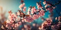 Branches blossoming cherry on background blue sky, fluttering butterflies in spring on nature outdoors.