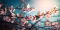 Branches blossoming cherry on background blue sky, fluttering butterflies in spring on nature outdoors.