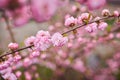 Branches of blossoming cherry macro with soft focus on gentle light blue sky background in sunlight.  Beautiful floral image of sp Royalty Free Stock Photo