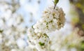Branches of blossoming cherry macro with soft focus on gentle light blue sky background in sunlight . Beautiful floral image of sp Royalty Free Stock Photo