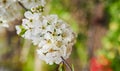 Branches of blossoming cherry macro with soft focus on gentle light blue sky background in  sunlight. Beautiful floral image of sp Royalty Free Stock Photo