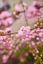 Branches of blossoming cherry macro with soft focus on gentle light blue sky background in sunlight. Beautiful floral image of spr Royalty Free Stock Photo