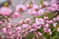 Branches of blossoming cherry macro with soft focus on gentle light blue sky background in sunlight. Beautiful floral image of spr Royalty Free Stock Photo