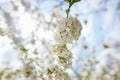 Branches of blossoming cherry macro with soft focus on gentle light blue sky background in sunlight. Beautiful floral image of spr Royalty Free Stock Photo