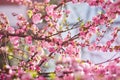 Branches of blossoming cherry macro with soft focus on gentle light blue sky background in sunlight. Beautiful floral image of spr Royalty Free Stock Photo