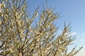 Branches of blossoming cherry plum with white flowers and  unblown buds against the blue sunset sky Royalty Free Stock Photo