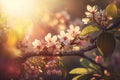 Branches of blossoming cherry with soft focus, selective focus on warm light in directional sunlight,