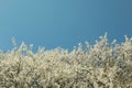 Branches of blossoming cherry tree with beautiful white flowers against blue sky Royalty Free Stock Photo