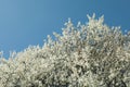 Branches of blossoming cherry tree with beautiful white flowers against blue sky Royalty Free Stock Photo