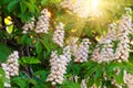 Branches of blossoming chestnut tree Royalty Free Stock Photo