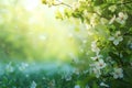 Branches of blossoming flowering plants on natural blurry background. Fresh green tree leaves of light outdoors sun on Royalty Free Stock Photo